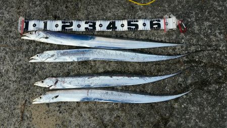 土曜の朝も堅調。タチウオ大型が増えてきまし…